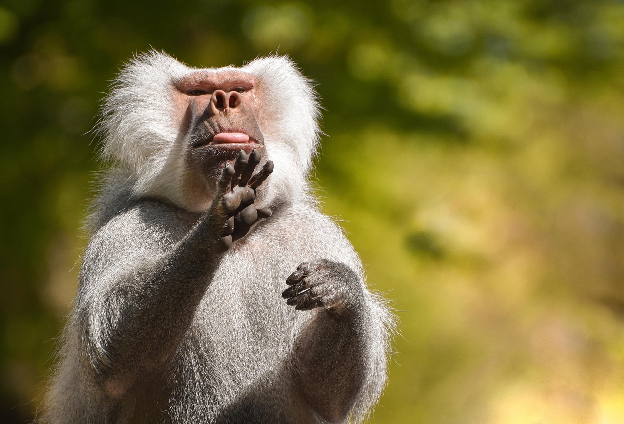 Die 8 besten Tierpark- und Aquarien-Reiseerlebnisse weltweit