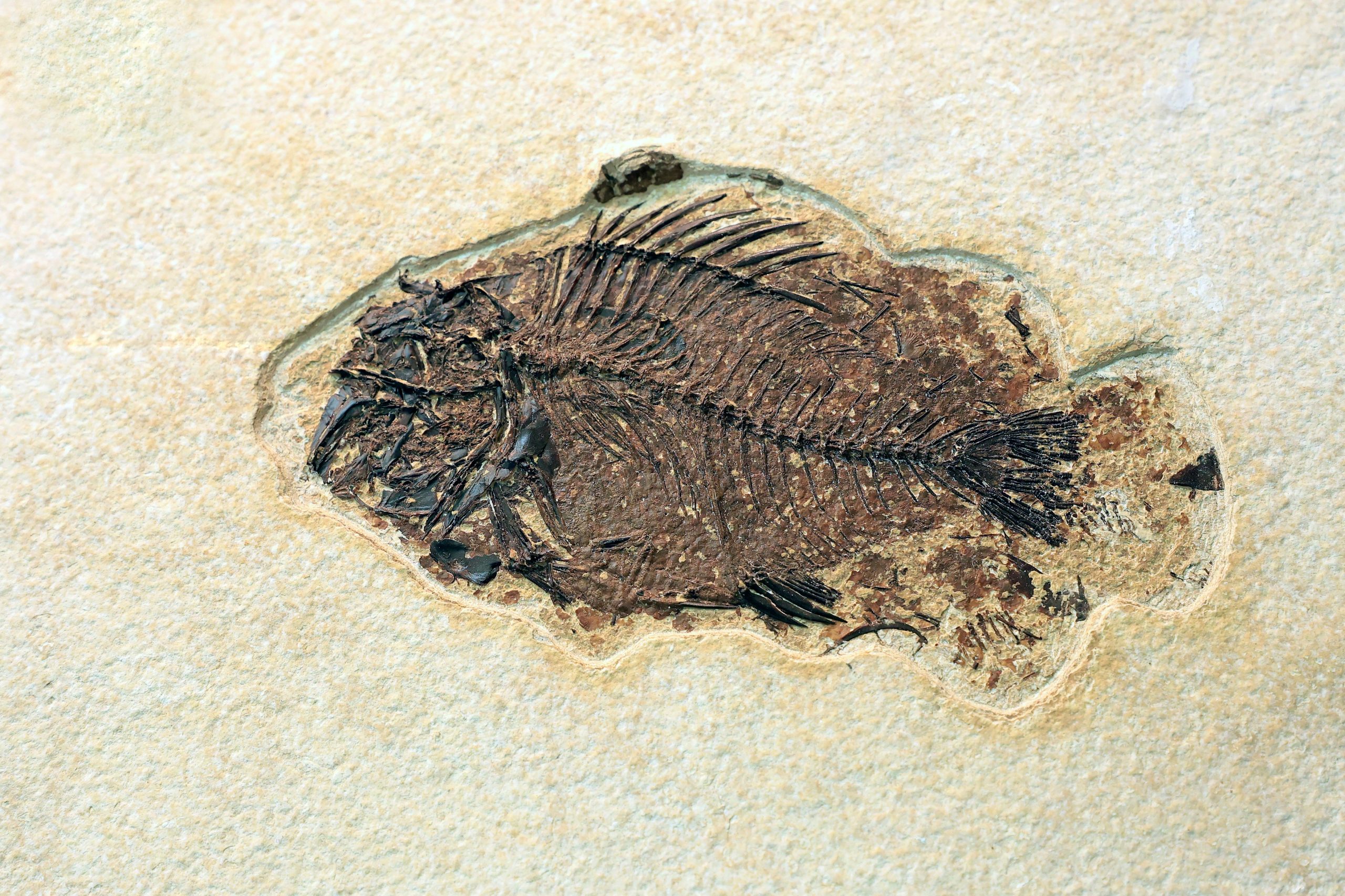 Umfassender Überblick über frühmenschliche Fossilien